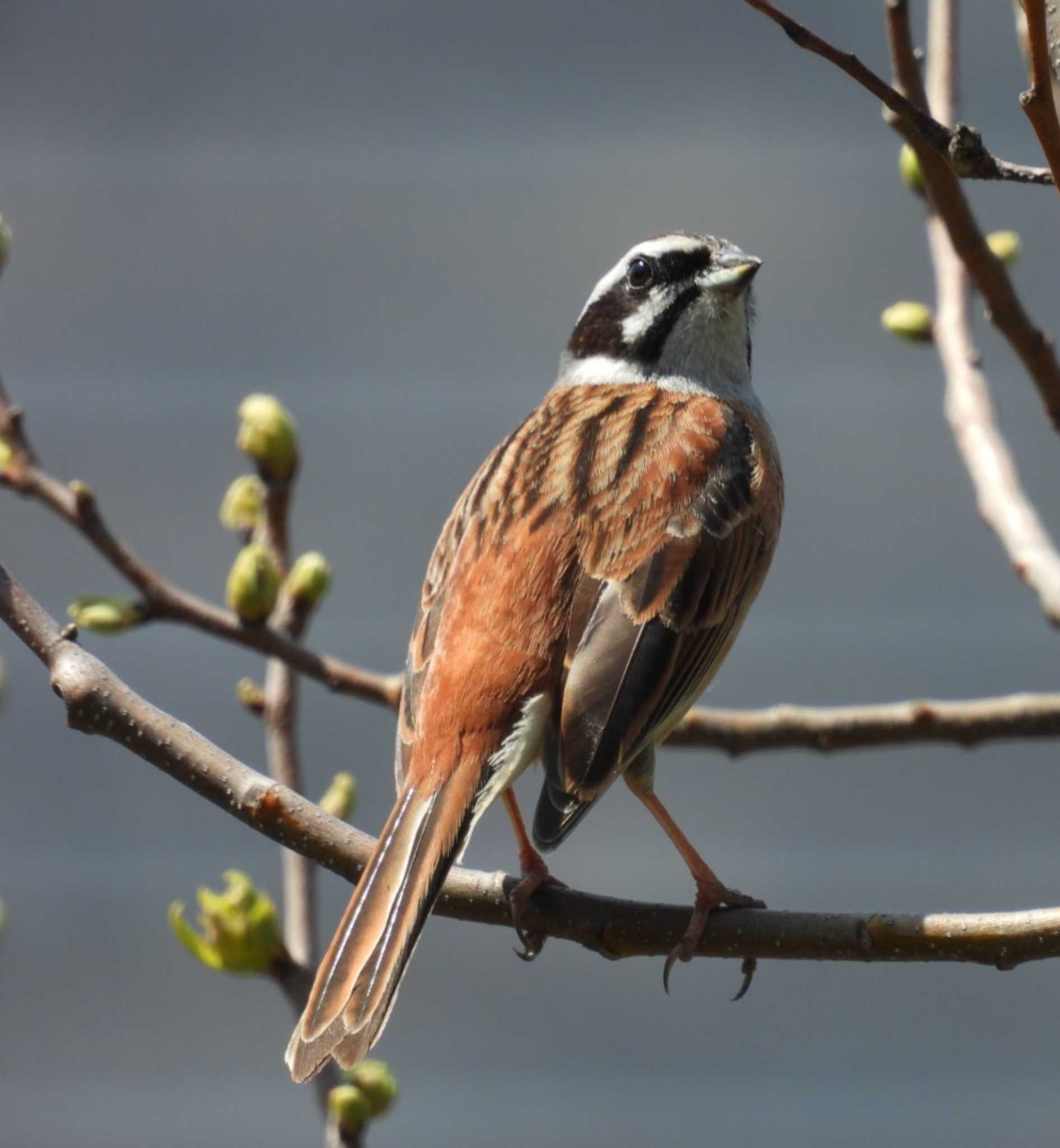 Meadow Bunting