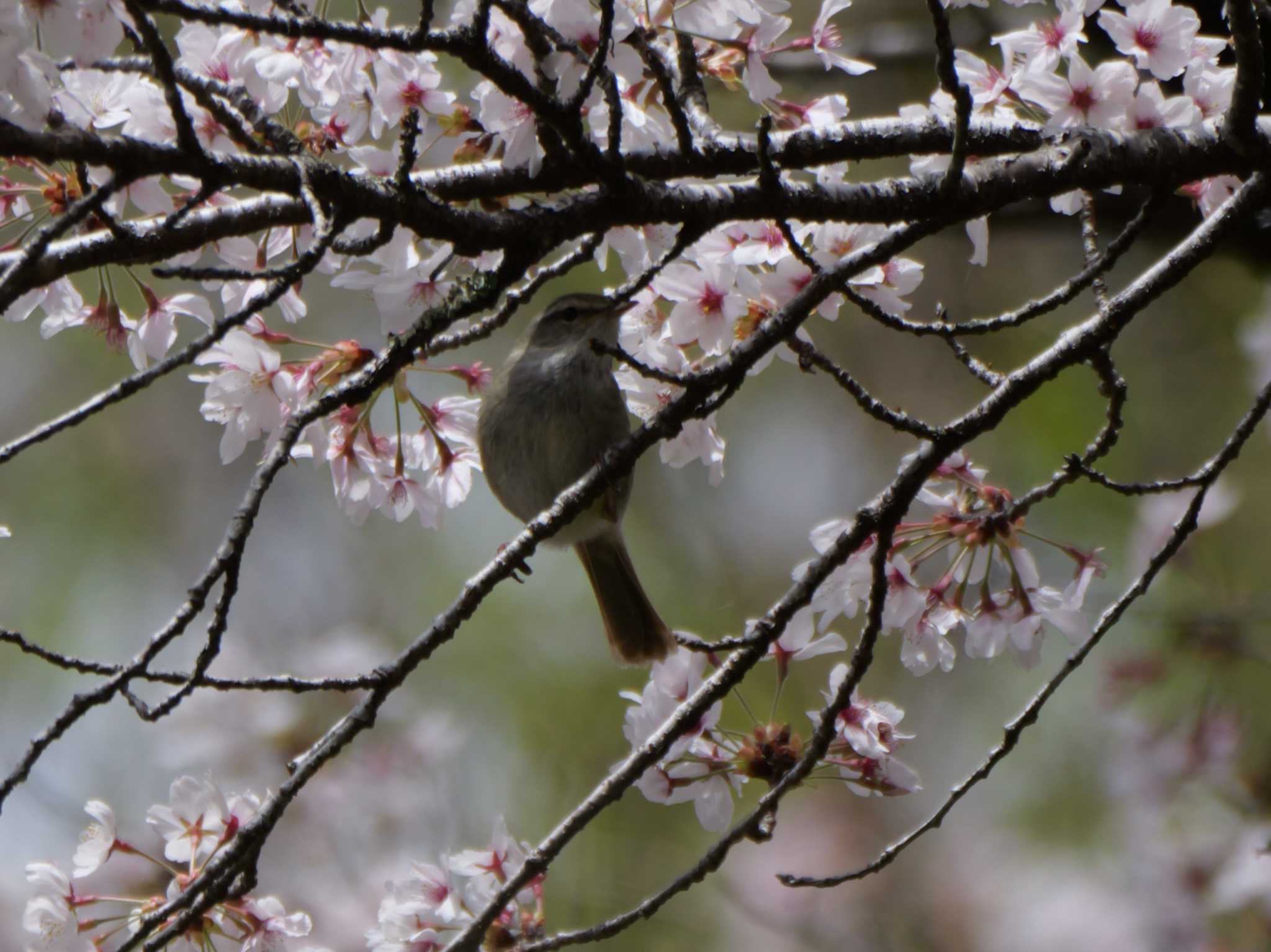 Photo of Japanese Bush Warbler at 秩父 by little birds