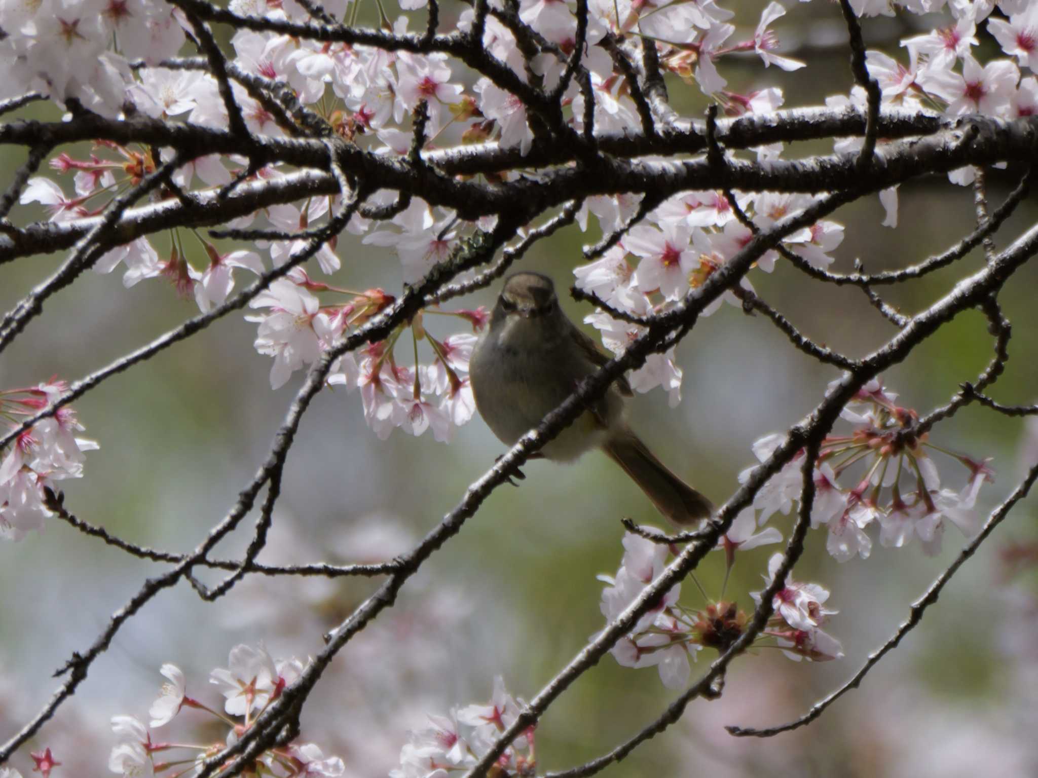 Photo of Japanese Bush Warbler at 秩父 by little birds