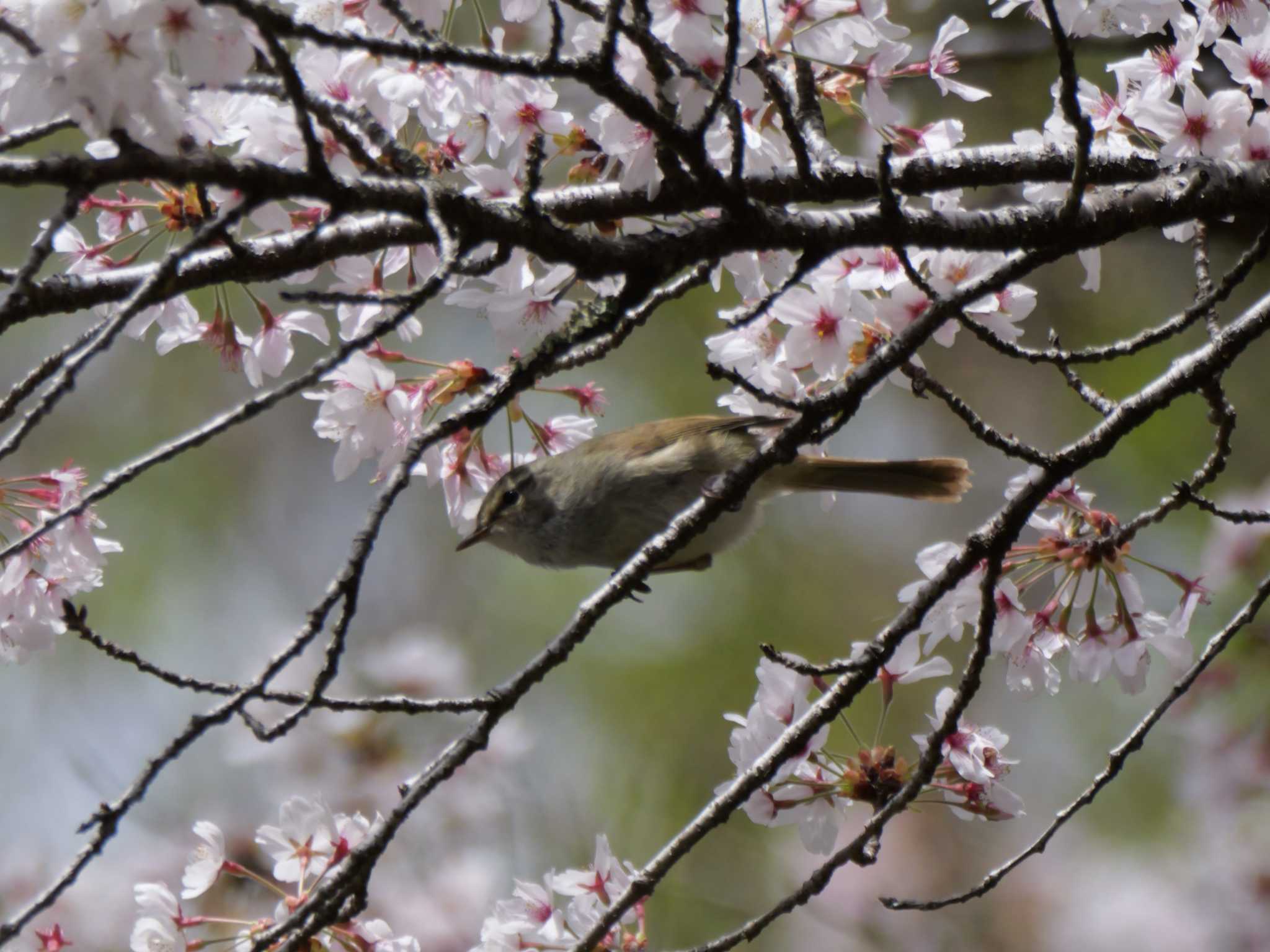 ウグイス3態。　桜を愛でる、そこで歌う、最高の幸せだね。 by little birds