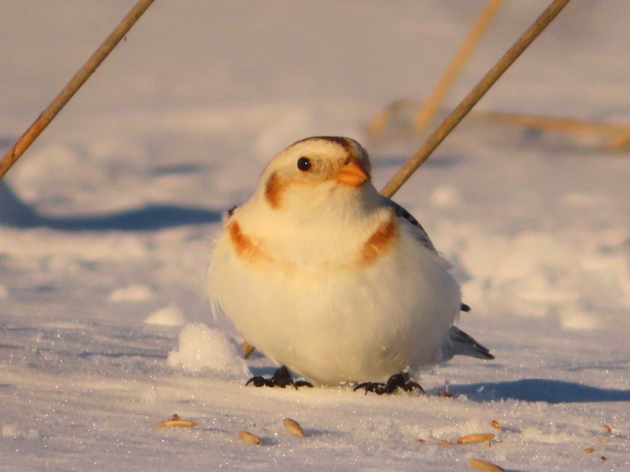 Snow Bunting