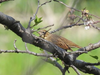 Masked Bunting Osaka castle park Sun, 4/14/2024