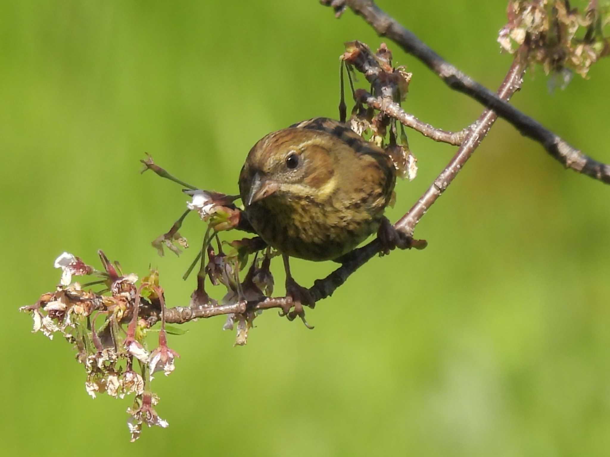 Masked Bunting