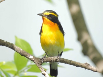 Narcissus Flycatcher Osaka castle park Sun, 4/14/2024