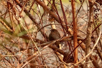 カヤクグリ 南アルプス邑野鳥公園 2018年12月23日(日)