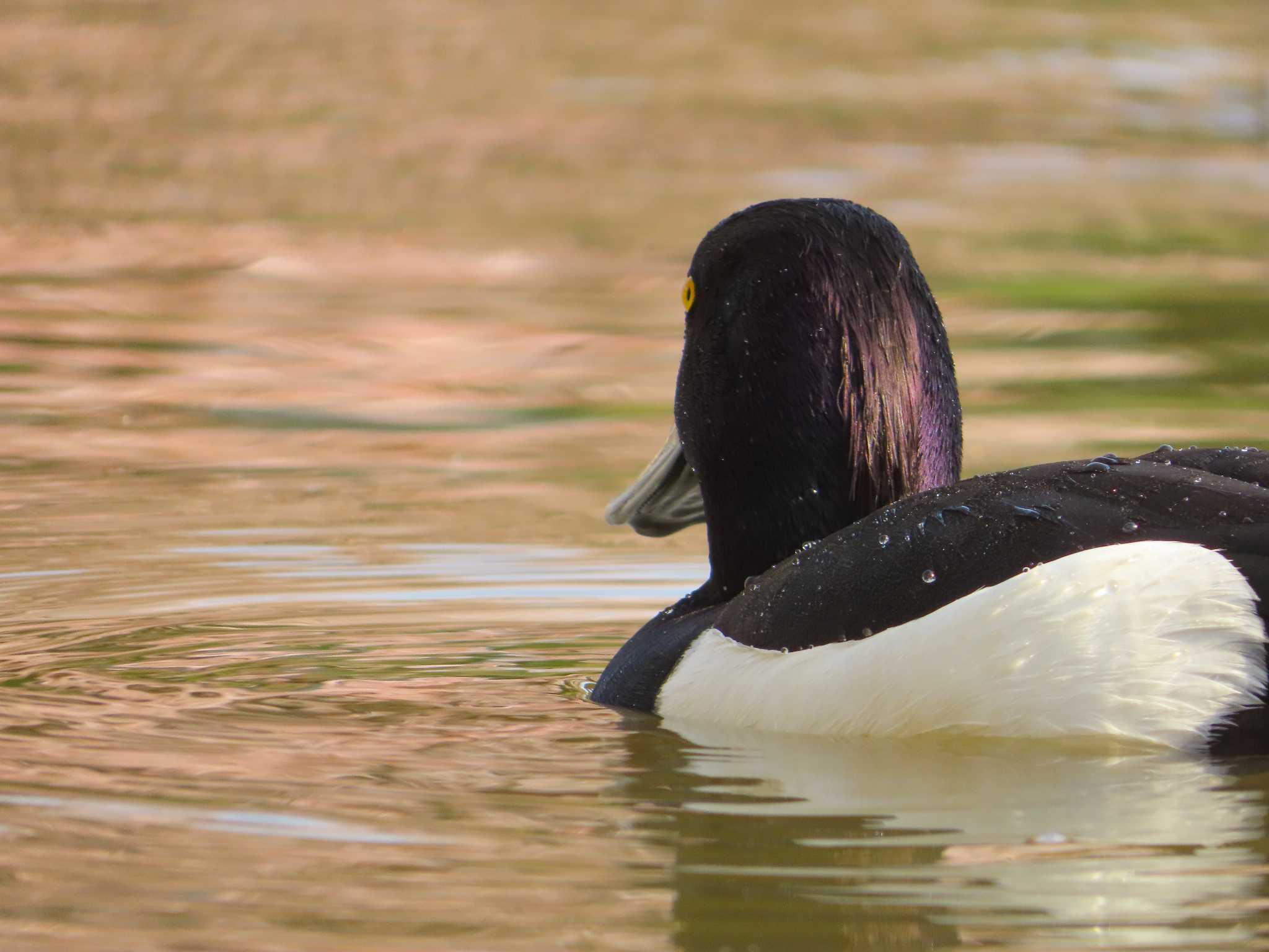 Photo of Tufted Duck at Oikeshinsui Park by kou