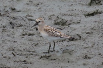 Red-necked Stint Isanuma Sat, 9/30/2023