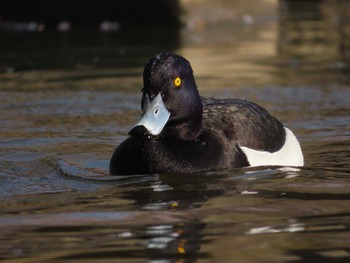 キンクロハジロ 大池親水公園 2024年4月14日(日)