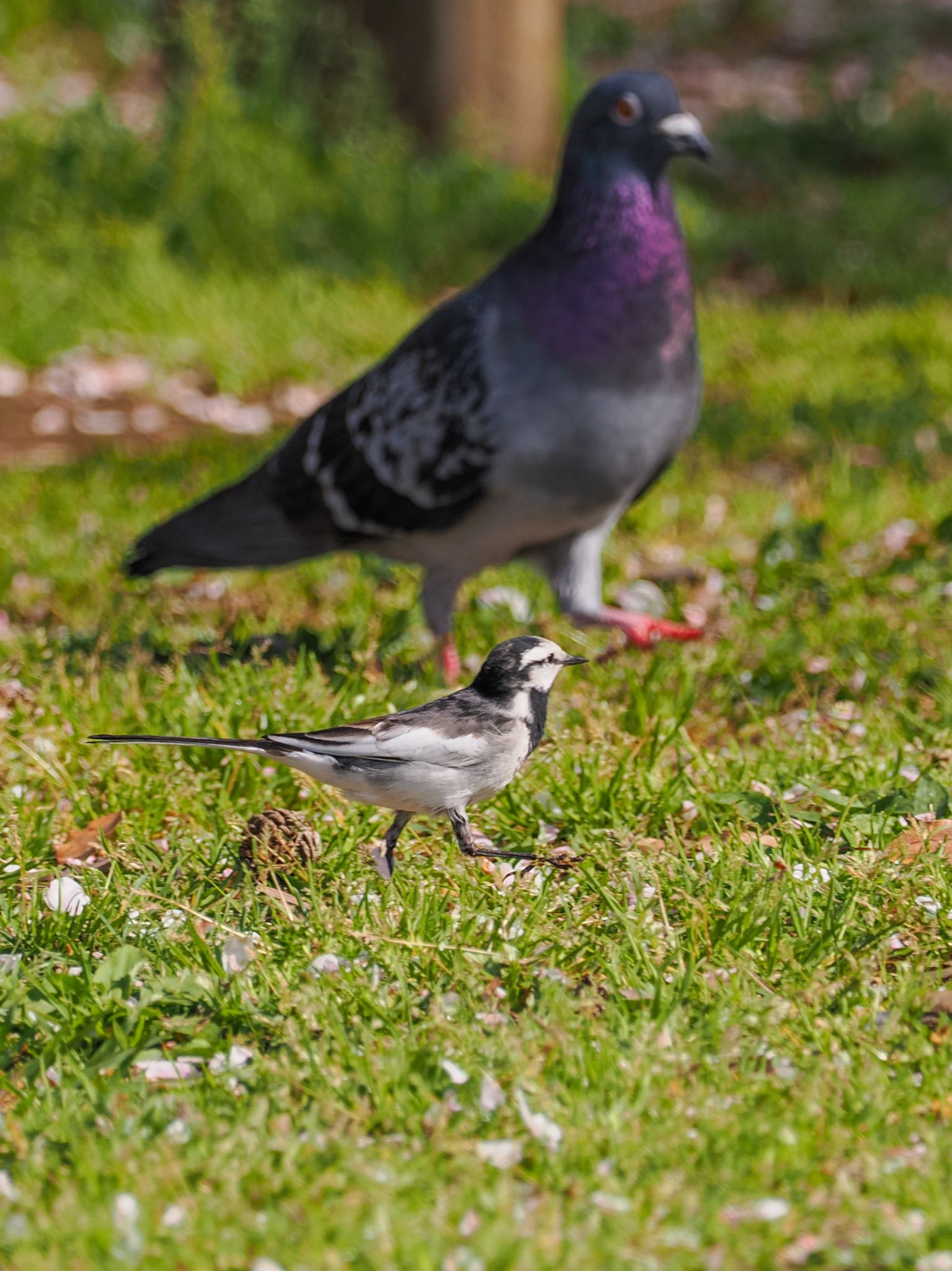 北柏ふるさと公園 ハクセキレイの写真 by daffy@お散歩探鳥＆遠征探鳥♪