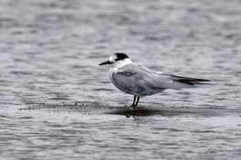 アジサシ ふなばし三番瀬海浜公園 2024年4月13日(土)