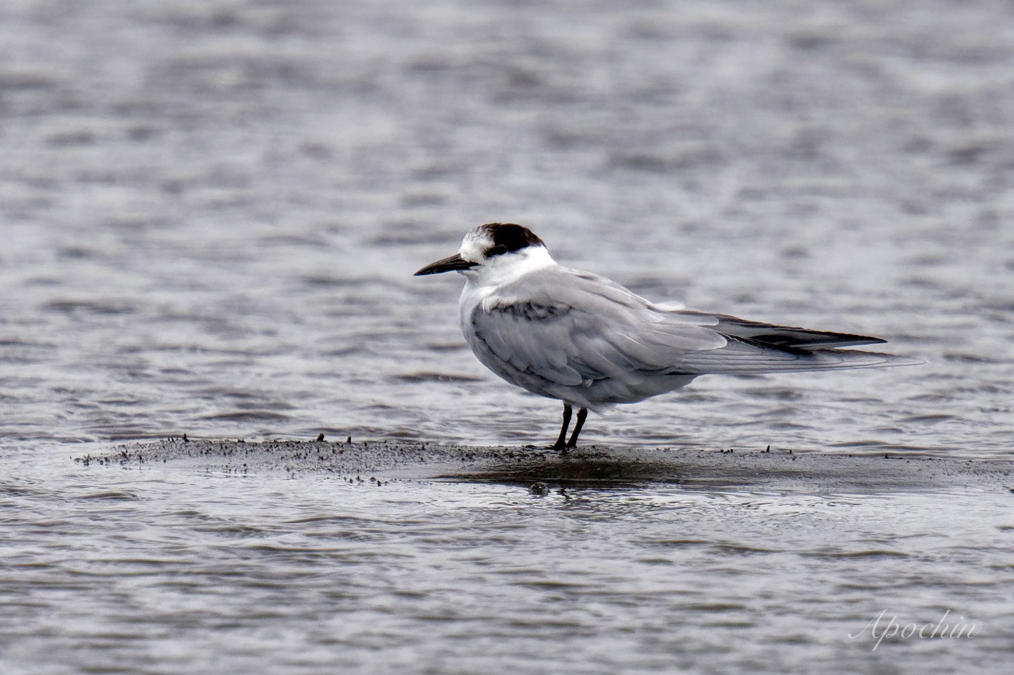 Common Tern