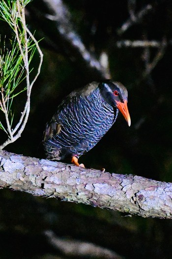 Okinawa Rail Unknown Spots Thu, 4/4/2024