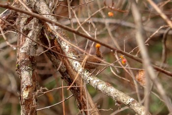 2018年12月23日(日) 南アルプス邑野鳥公園の野鳥観察記録