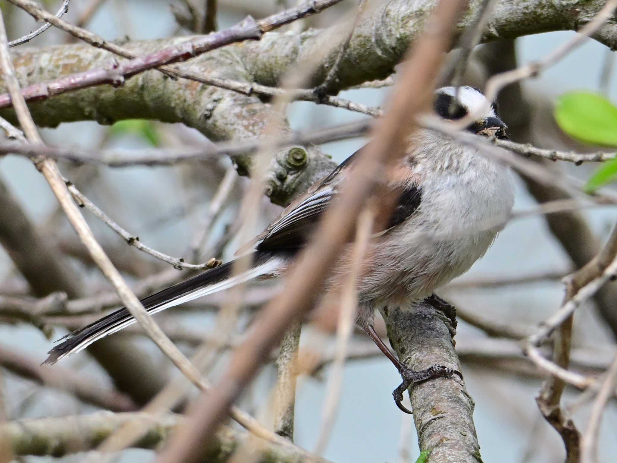 Long-tailed Tit