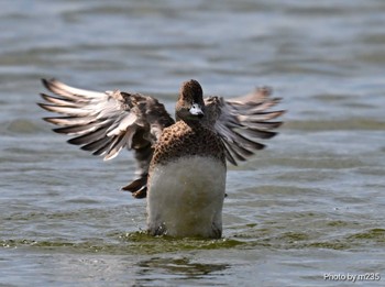 Eurasian Teal Isanuma Sat, 4/13/2024