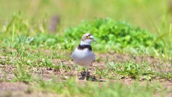 コチドリ 平城宮跡 2024年4月14日(日)