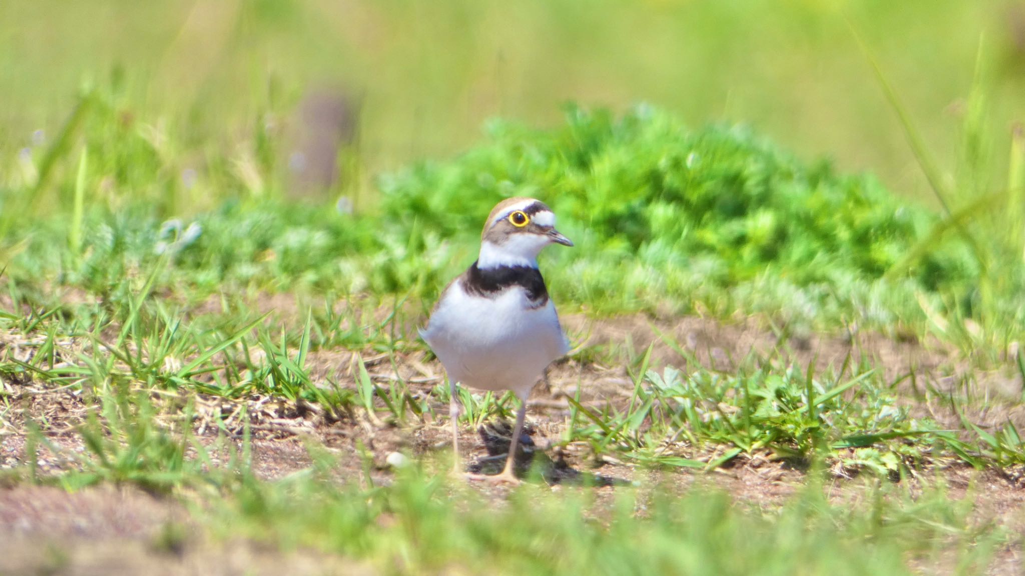 Little Ringed Plover