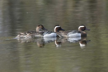 Garganey 見沼自然公園 Sun, 4/14/2024