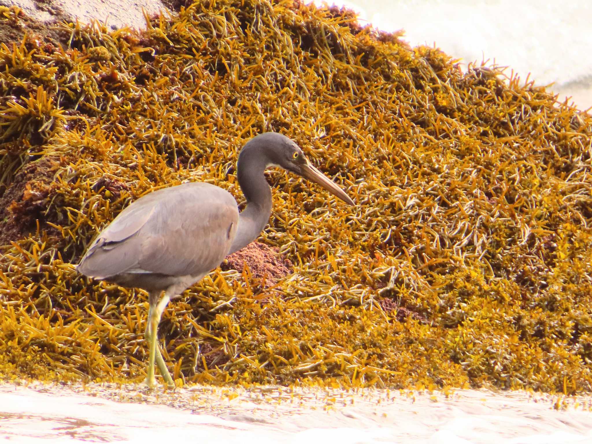 Pacific Reef Heron