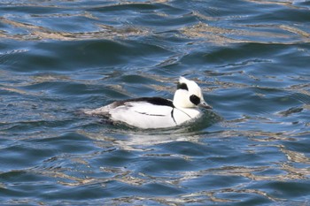 Smew Osaka castle park Sun, 3/10/2024