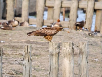 Black Kite Isanuma Sat, 3/30/2024