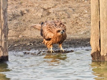 Black Kite Isanuma Sat, 3/30/2024