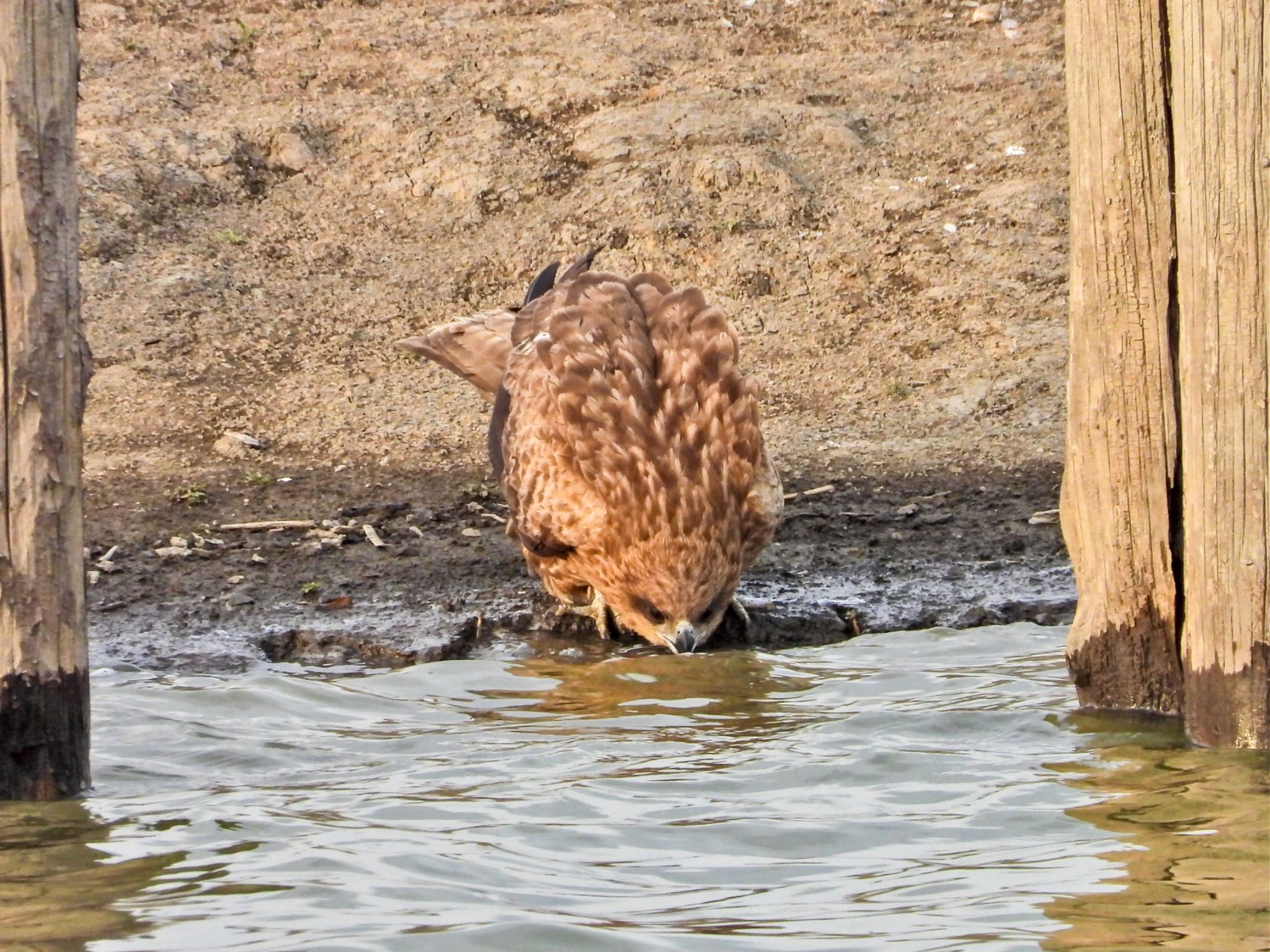 Black Kite