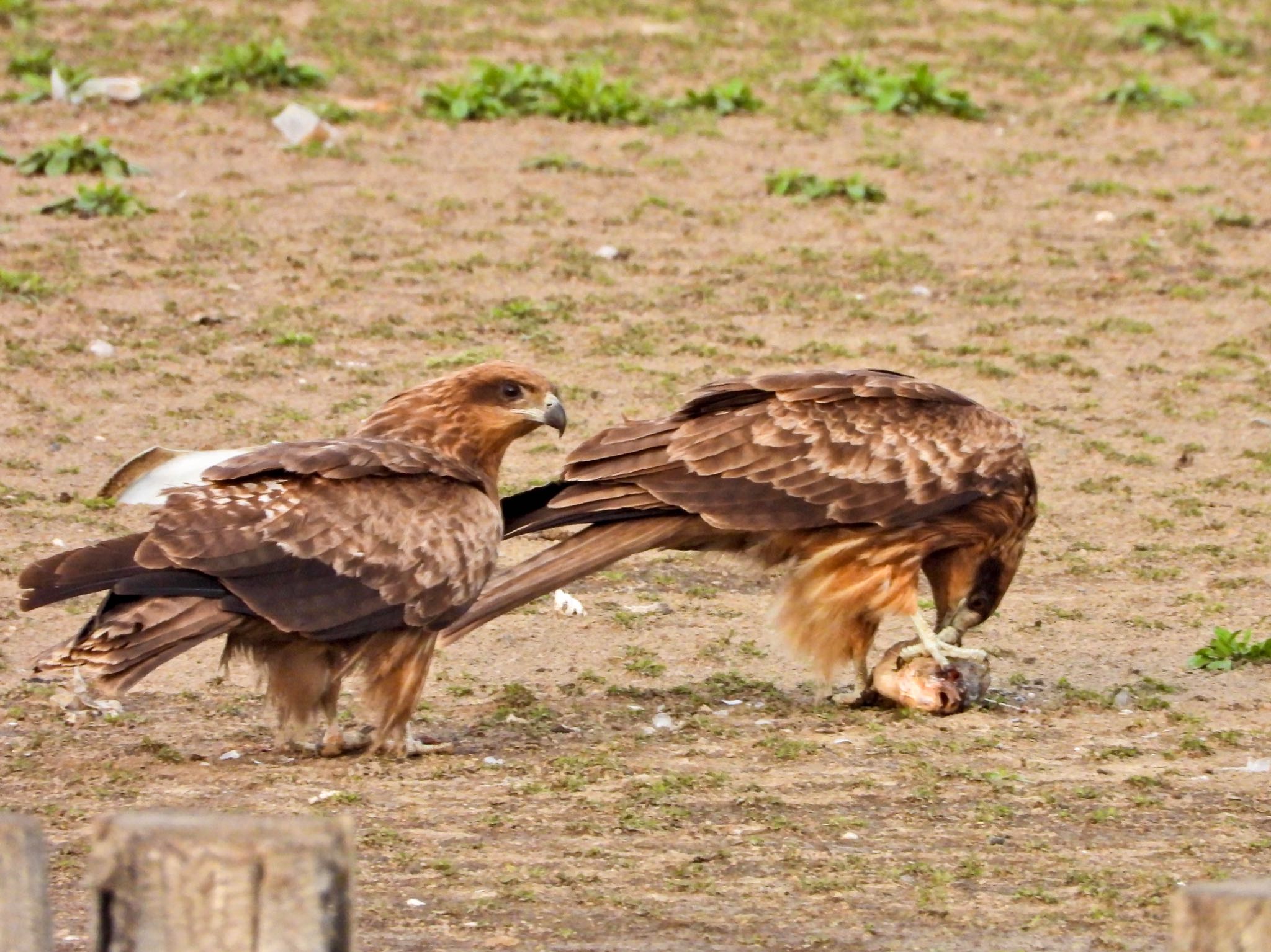 Black Kite