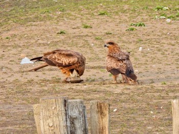 Black Kite Isanuma Sat, 3/30/2024