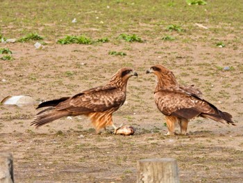 Black Kite Isanuma Sat, 3/30/2024