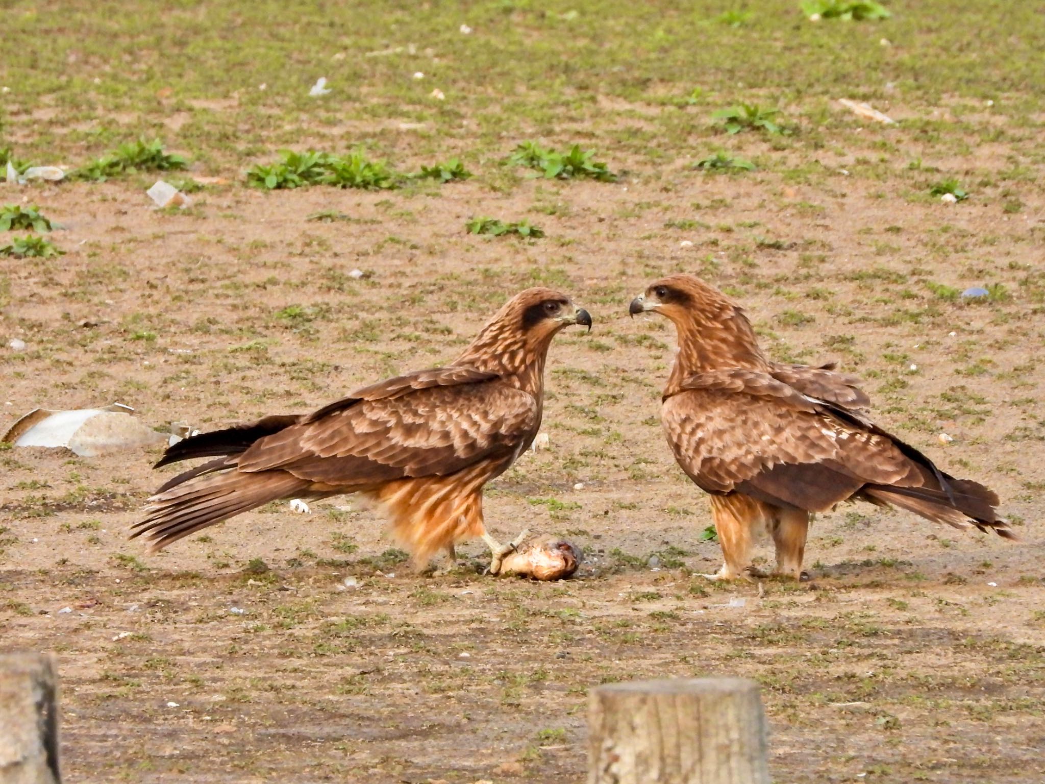 Black Kite