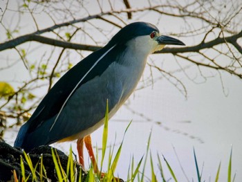 Sun, 4/14/2024 Birding report at Mizumoto Park