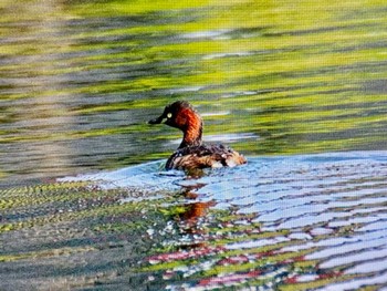 Little Grebe Mizumoto Park Sun, 4/14/2024