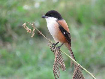 Long-tailed Shrike Doi Angkhang View Point Sun, 1/15/2017