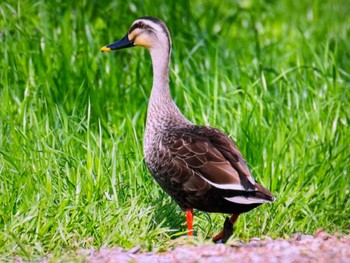 カルガモ 水元公園 2024年4月14日(日)