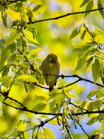 Warbling White-eye Mizumoto Park Sun, 4/14/2024