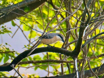 Bull-headed Shrike Mizumoto Park Sun, 4/14/2024