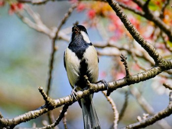 シジュウカラ 水元公園 2024年4月14日(日)