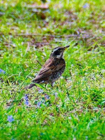 Dusky Thrush Mizumoto Park Sun, 4/14/2024