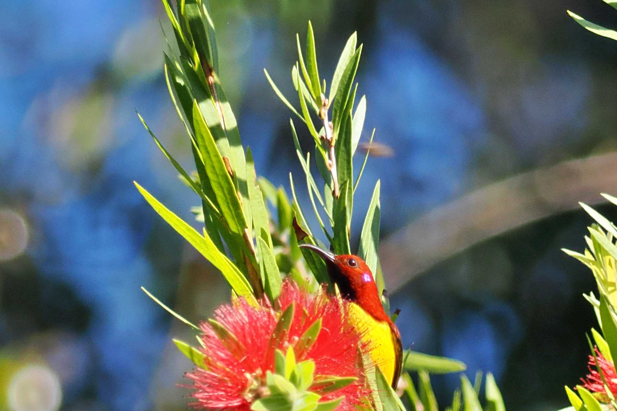 Photo of Mrs. Gould's Sunbird at ベトナム by 藤原奏冥