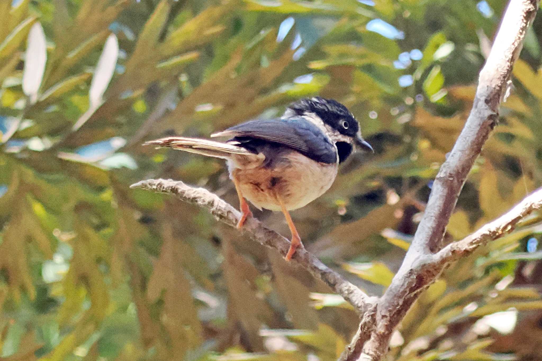 Photo of Black-throated Bushtit at ベトナム by 藤原奏冥