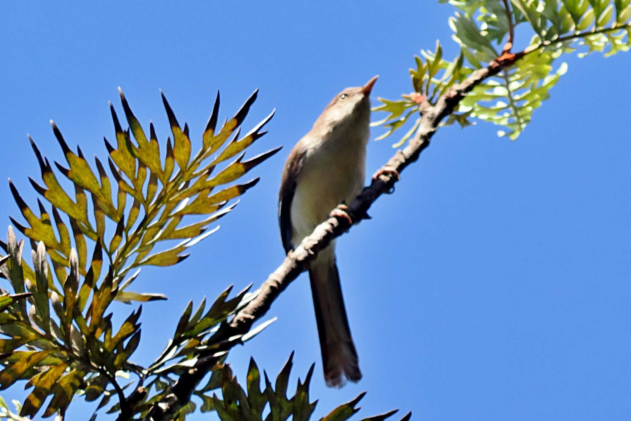 Photo of Blue-winged Minla at ベトナム by 藤原奏冥