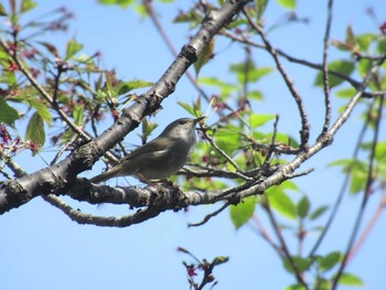 Japanese Bush Warbler Showa Kinen Park Sat, 4/13/2024