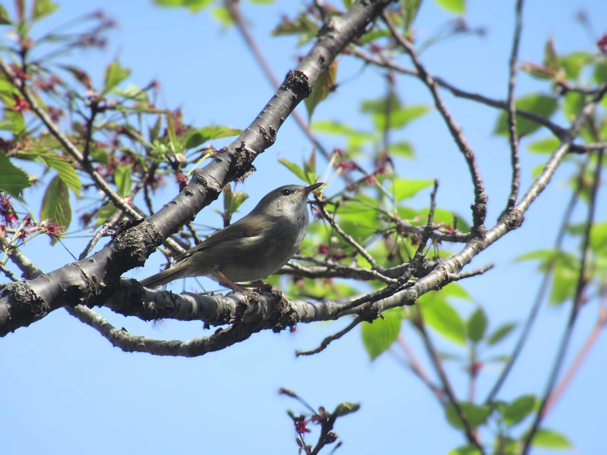 Photo of Japanese Bush Warbler at Showa Kinen Park by kohukurou