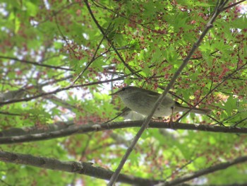 Japanese Bush Warbler Showa Kinen Park Sat, 4/13/2024