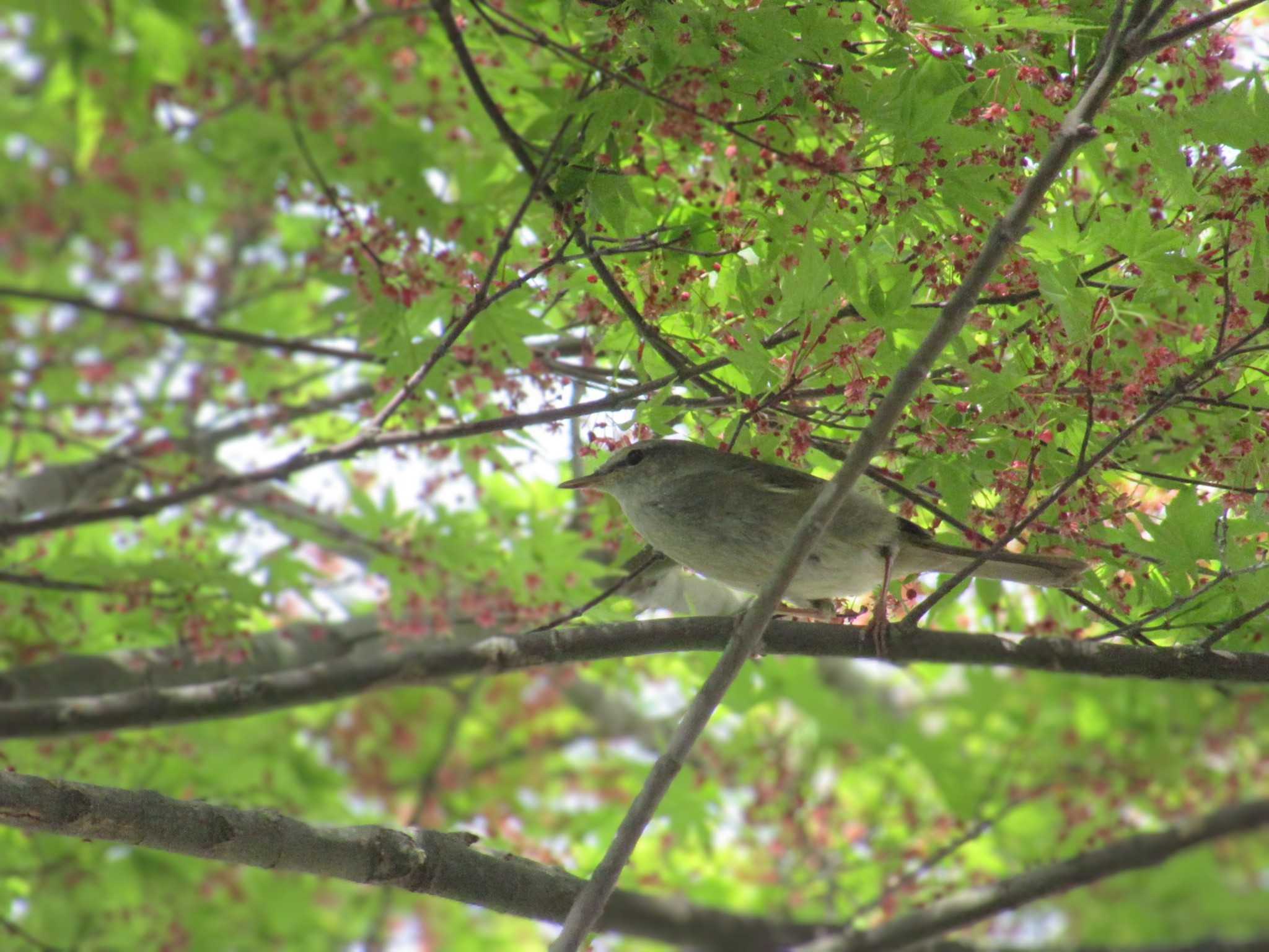 Photo of Japanese Bush Warbler at Showa Kinen Park by kohukurou