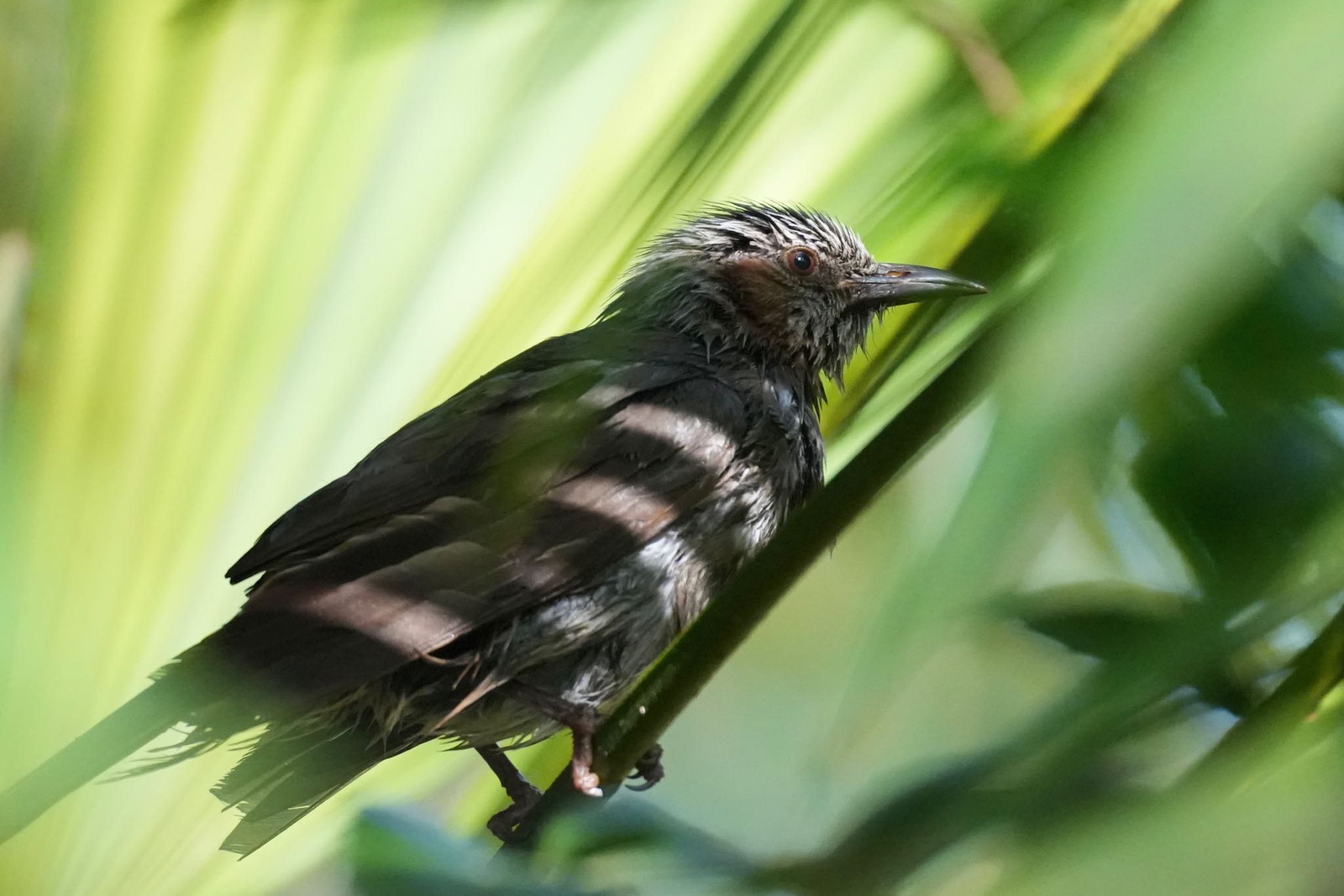 Photo of Brown-eared Bulbul at Mizumoto Park by あらどん