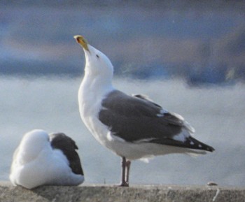 Glaucous-winged Gull Unknown Spots Sat, 3/2/2024