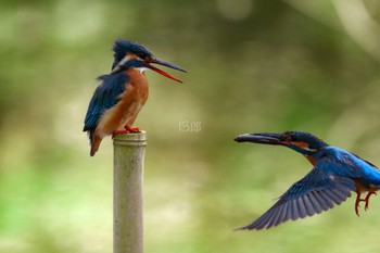 Common Kingfisher 都立猿江恩賜公園 Sun, 4/14/2024