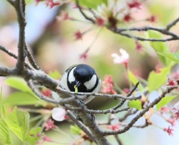 Japanese Tit 横浜市公園 Sun, 4/14/2024